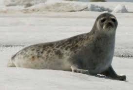 Исследователи обнаружили постоянный уровень ртути в арктических тюленях