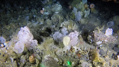 Мягкий коралловый сад обнаружен в глубоком море Гренландии
